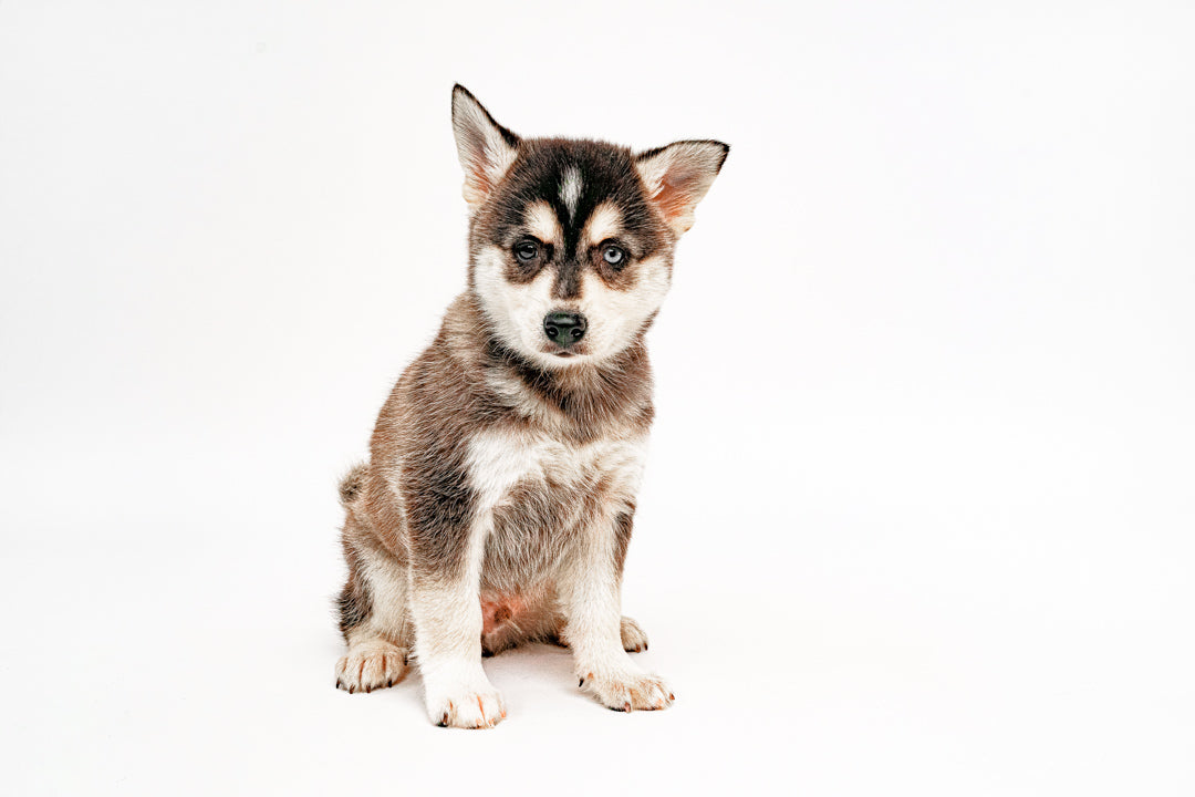 Klee Kai 1637 Boy – My Store