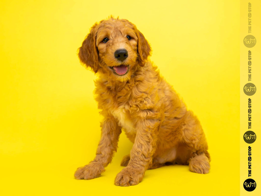 Goldendoodle 2 Gen 5360 Boy