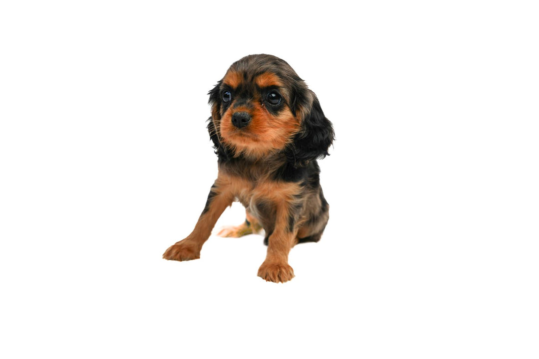 Cavalier King 9231 Girl