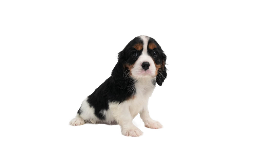 Cavalier King 9317 Boy