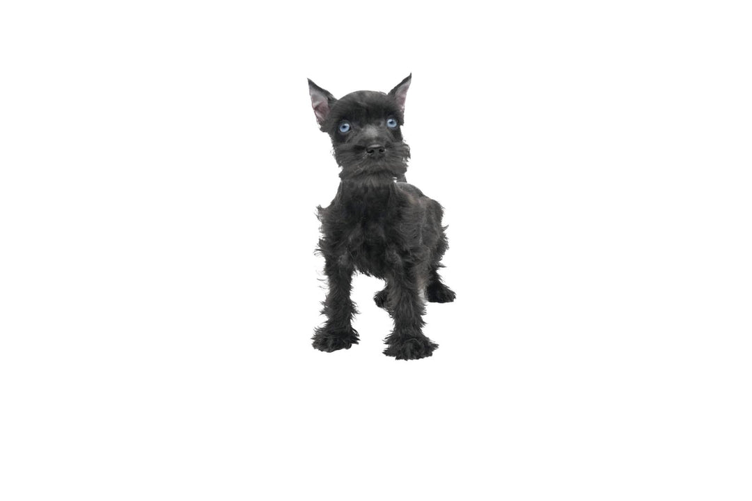 Confetti Schnauzer/Min Schnauzer 9620 Girl