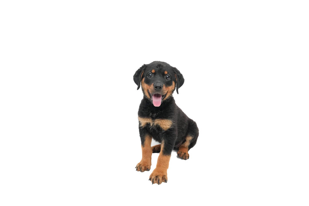 Rottweiler 9622 Girl