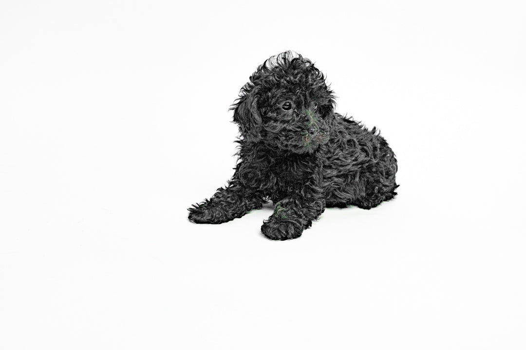 Poodle 4275 Boy