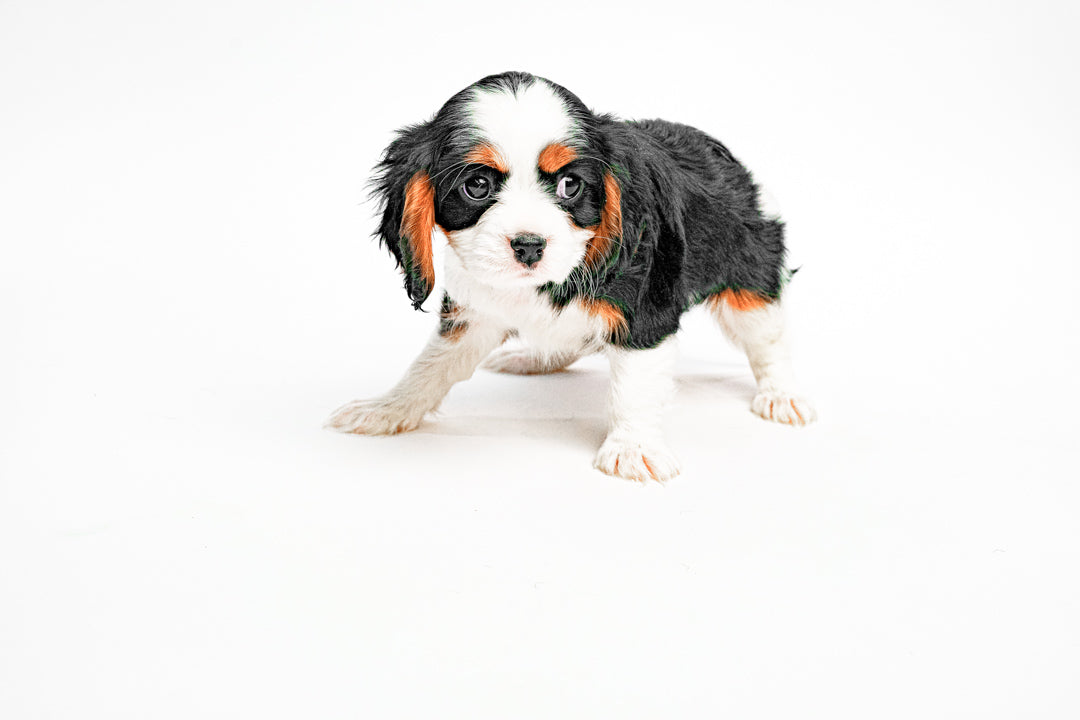 Cavalier King 8979 Boy