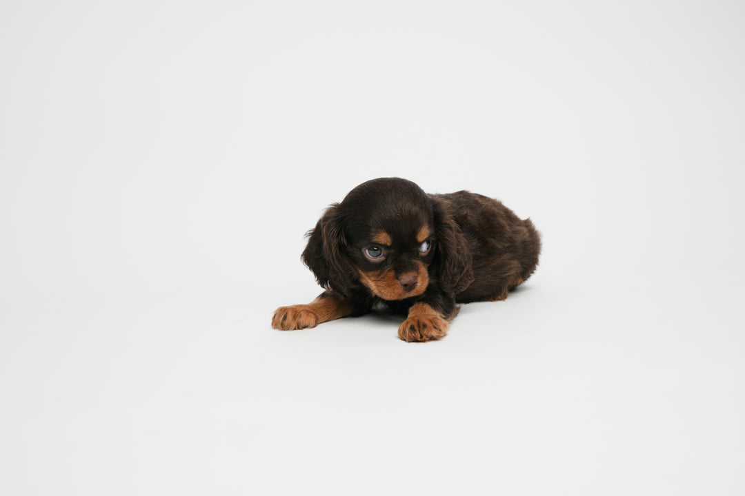 Cavalier King 0070 Girl