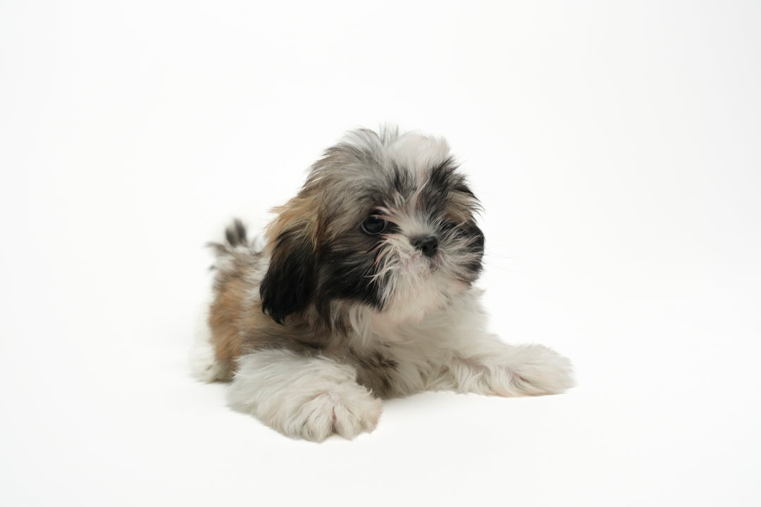 SHIH TZU 0119