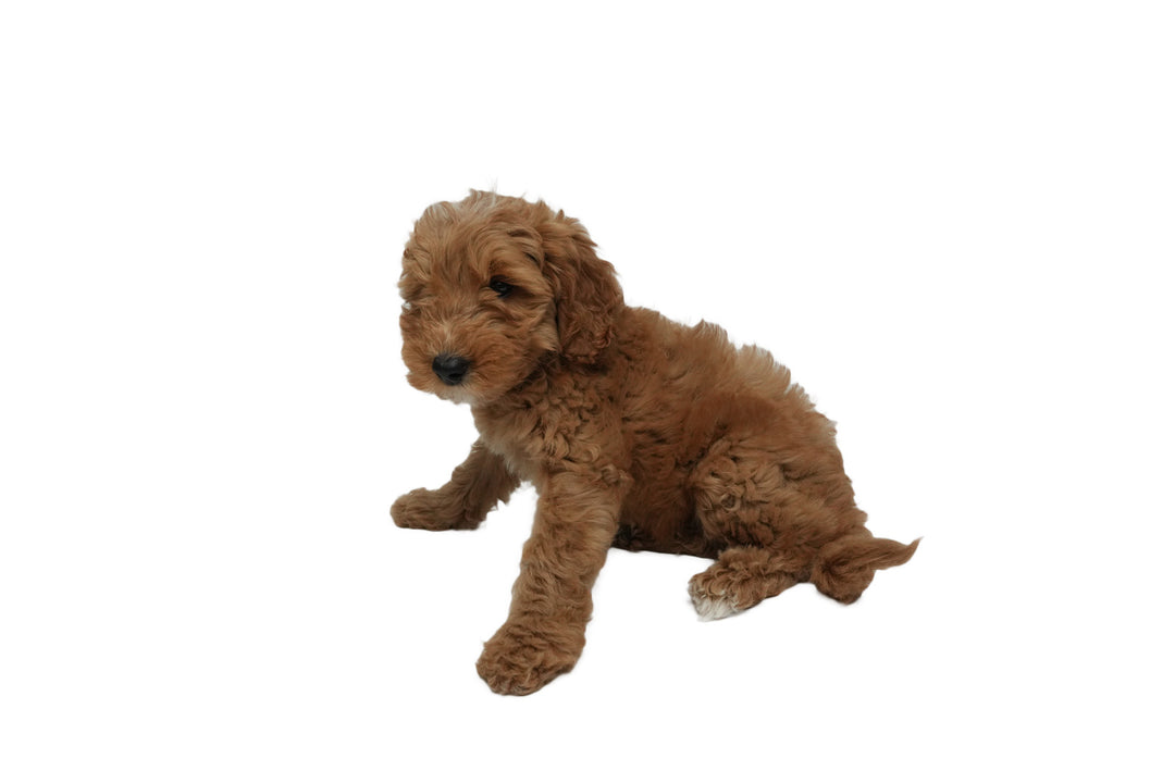 Goldendoodle Mini 2 Gen 8959 Girl