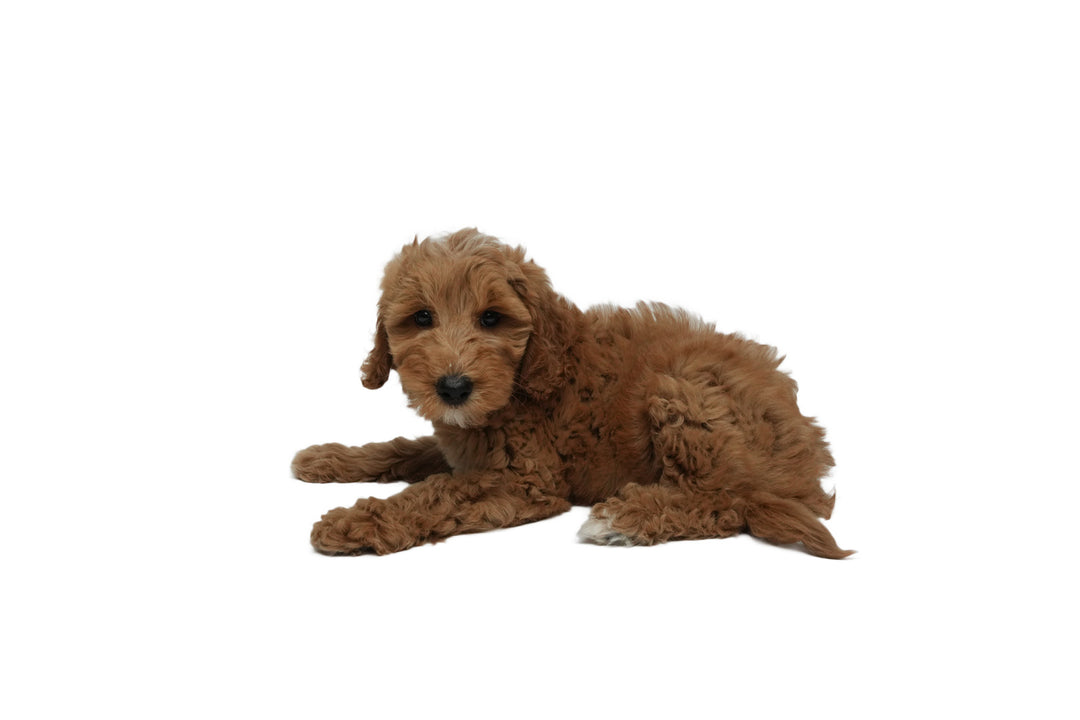 Goldendoodle Mini 2 Gen 8959 Girl