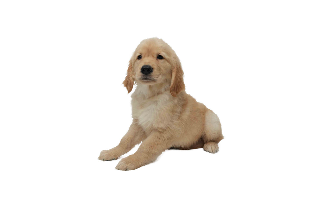 Golden Retriever 8984 Boy