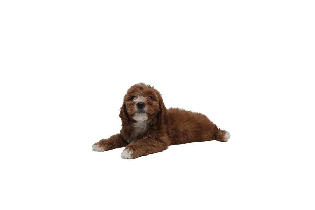 Goldendoodle Mini 2 Gen 8993 Girl