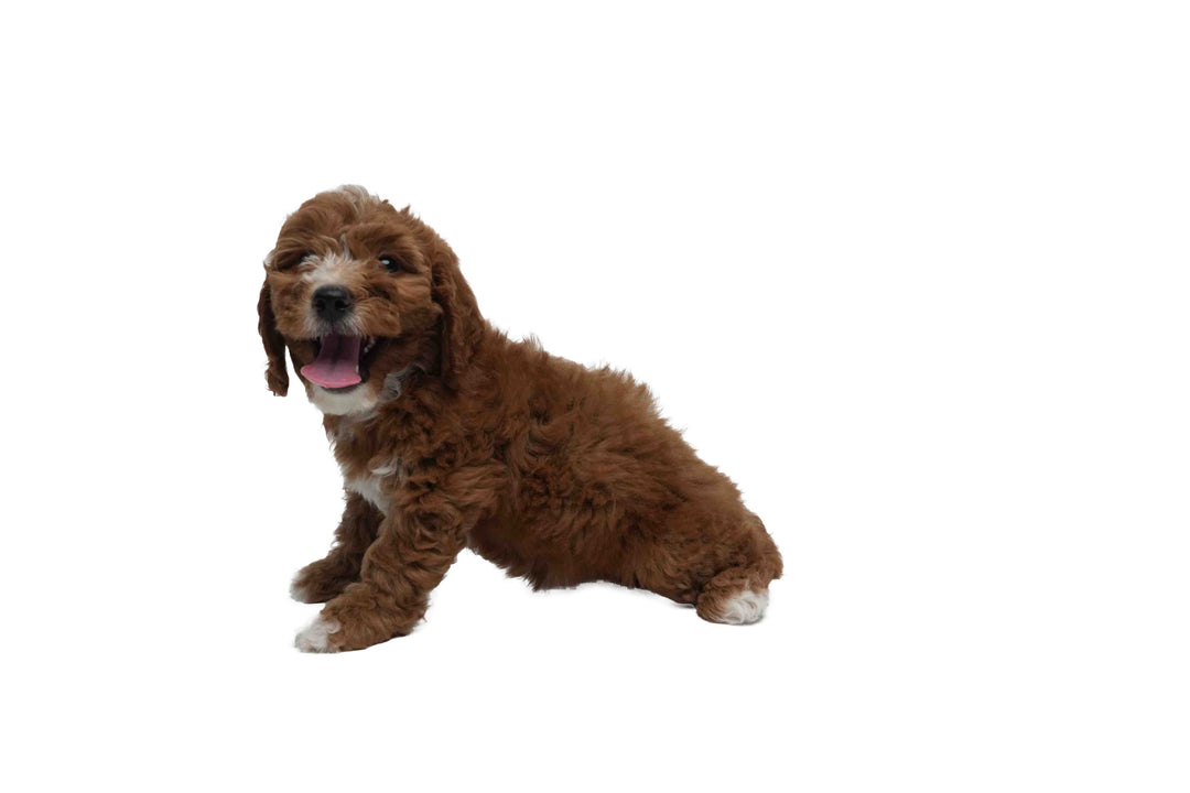 Goldendoodle Mini 2 Gen 8993 Girl