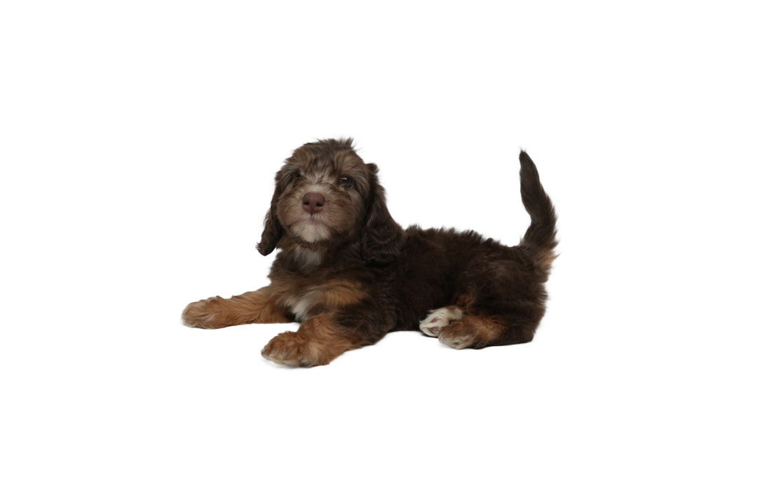 Labradoodle Min 2G 8994 Boy