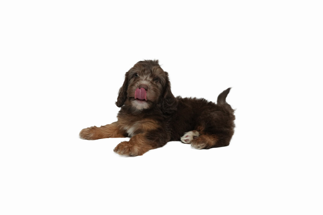 Labradoodle Min 2G 8994 Boy