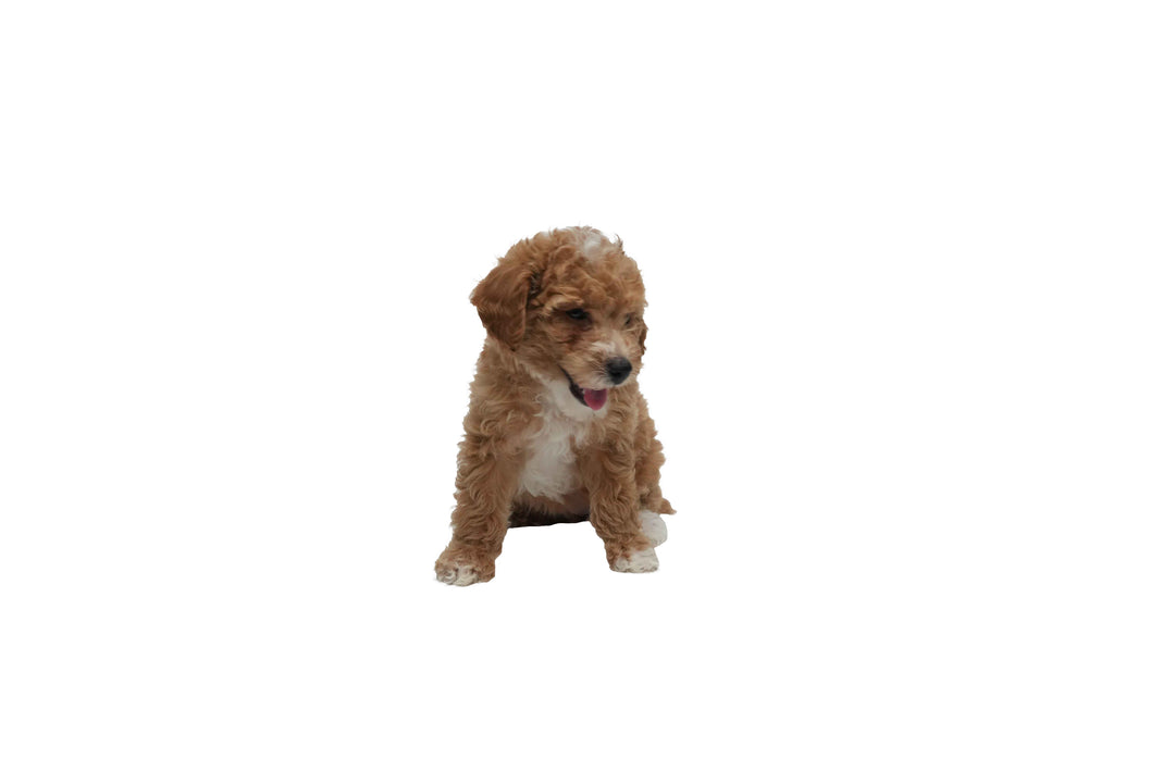 Goldendoodle Mini 2 Gen 8999 Girl