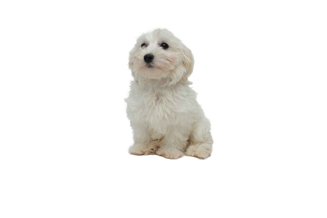 Maltipoo 9043 Girl