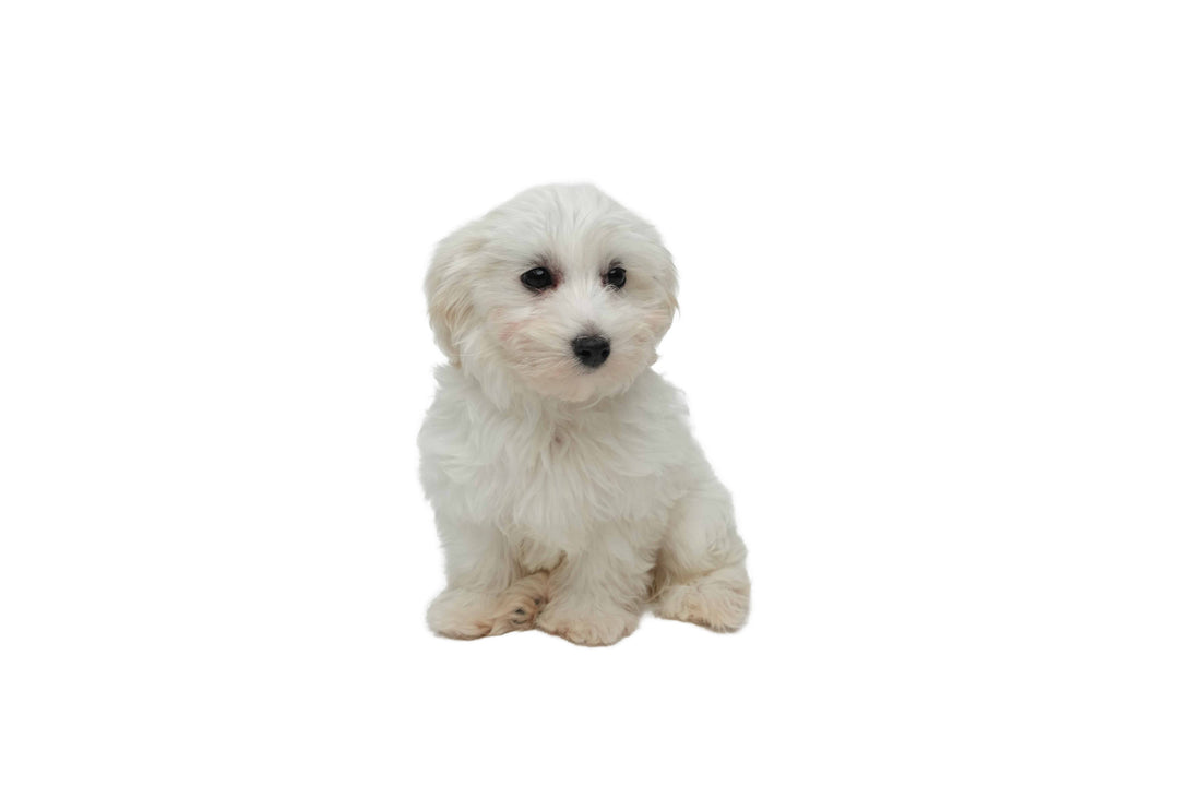 Maltipoo 9043 Girl