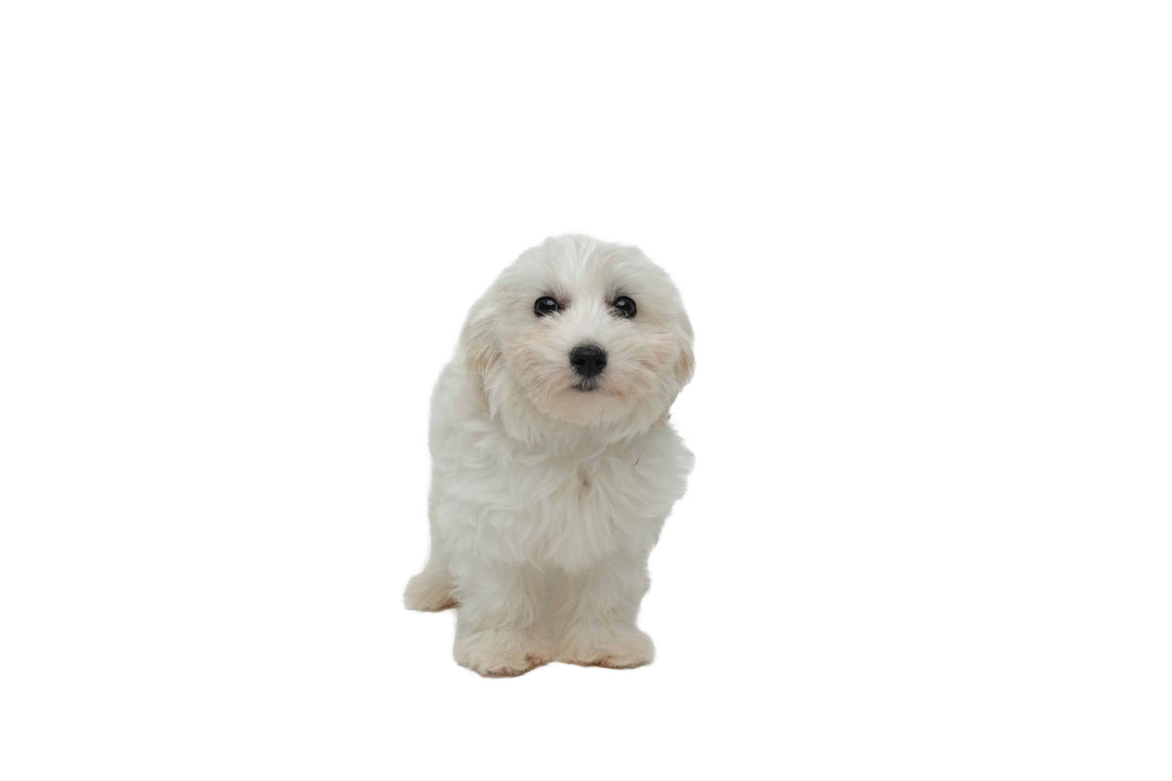 Maltipoo 9043 Girl